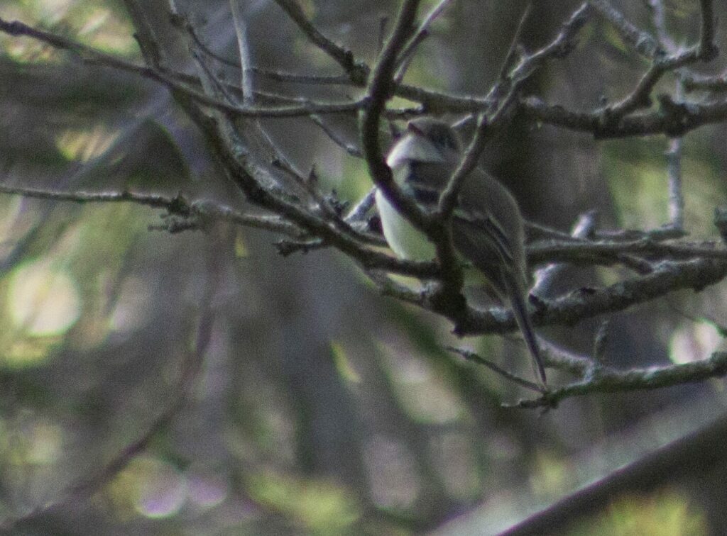 Least Flycatcher on a branch of a small tree