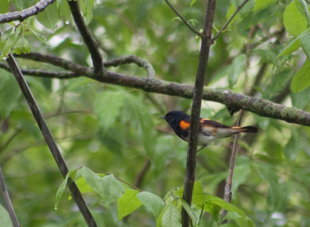 American Redstart on a branch