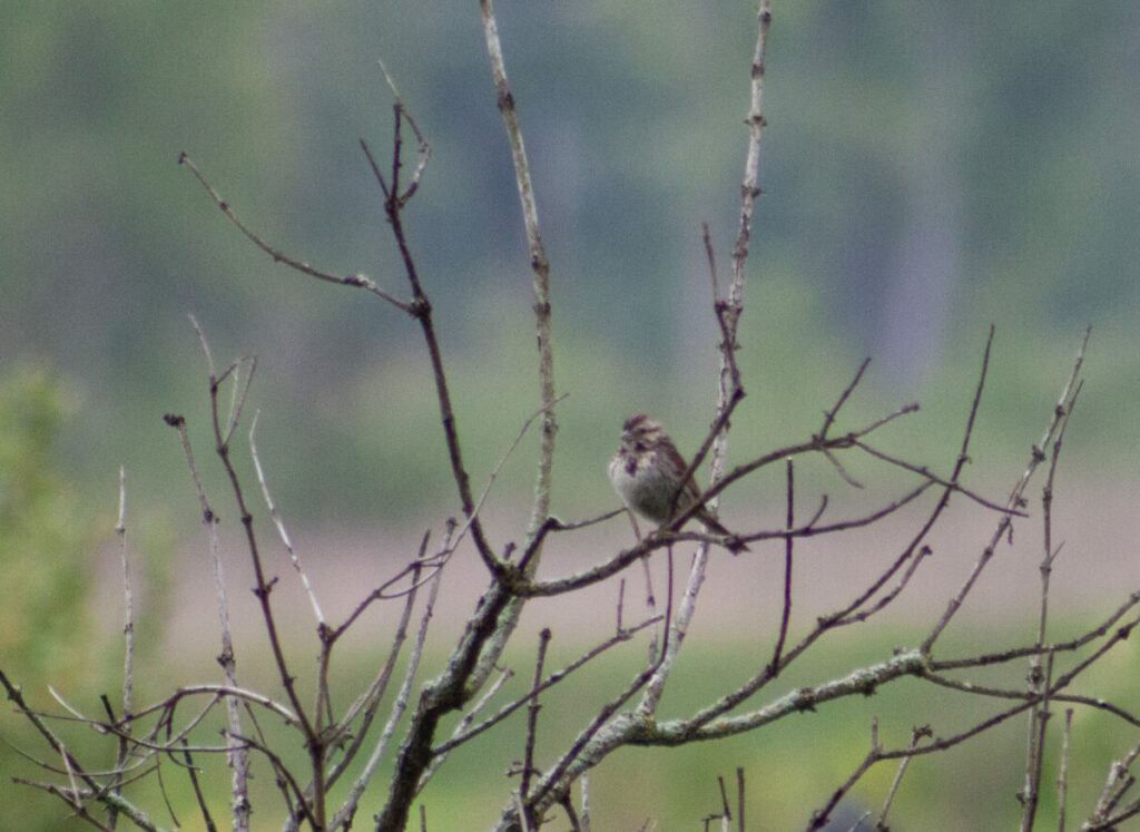Swamp Sparrow in a little tree