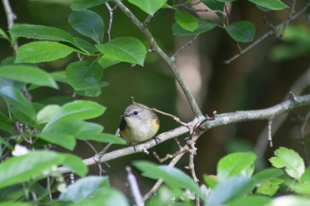 American Redstart (female) on a branch