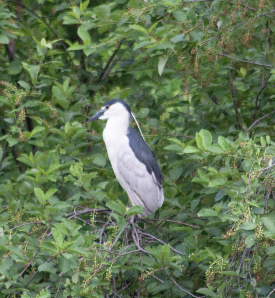 Black-crowned Night Heron in a bush