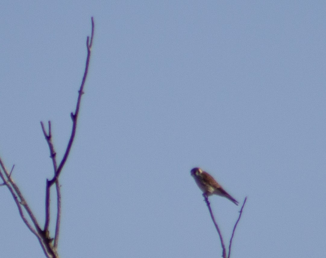 American Kestrel on a snag