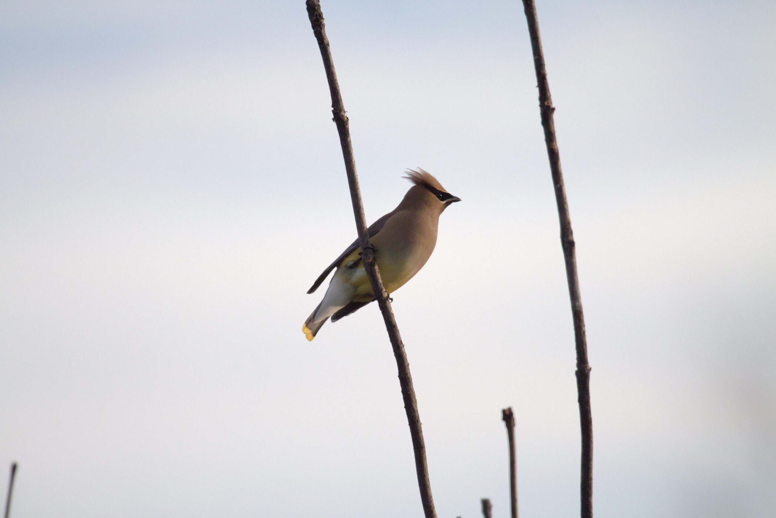 Cedar Waxwing on a snag, looking bold,