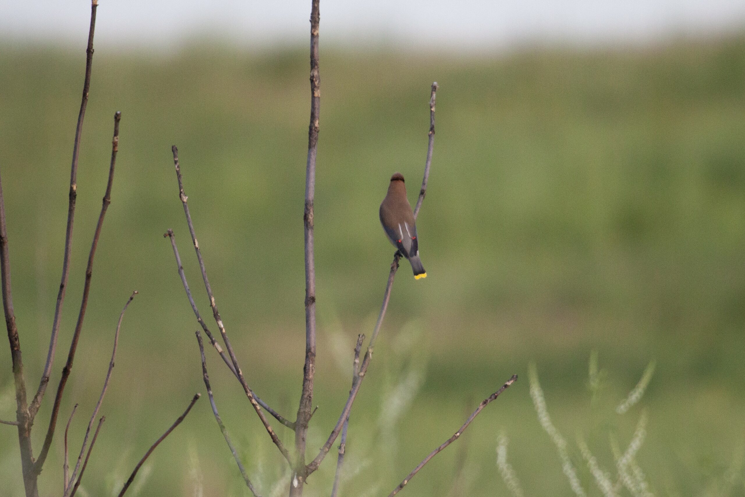 Cedar Waxwing facing away from the camera