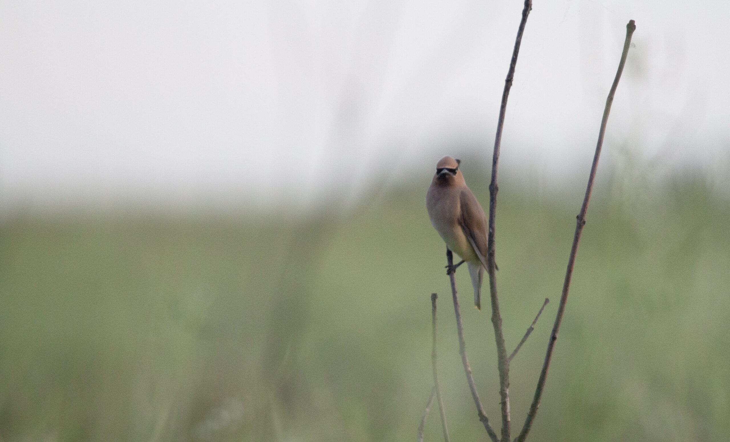 Grumpy looking Cedar Waxwing staring at the camera