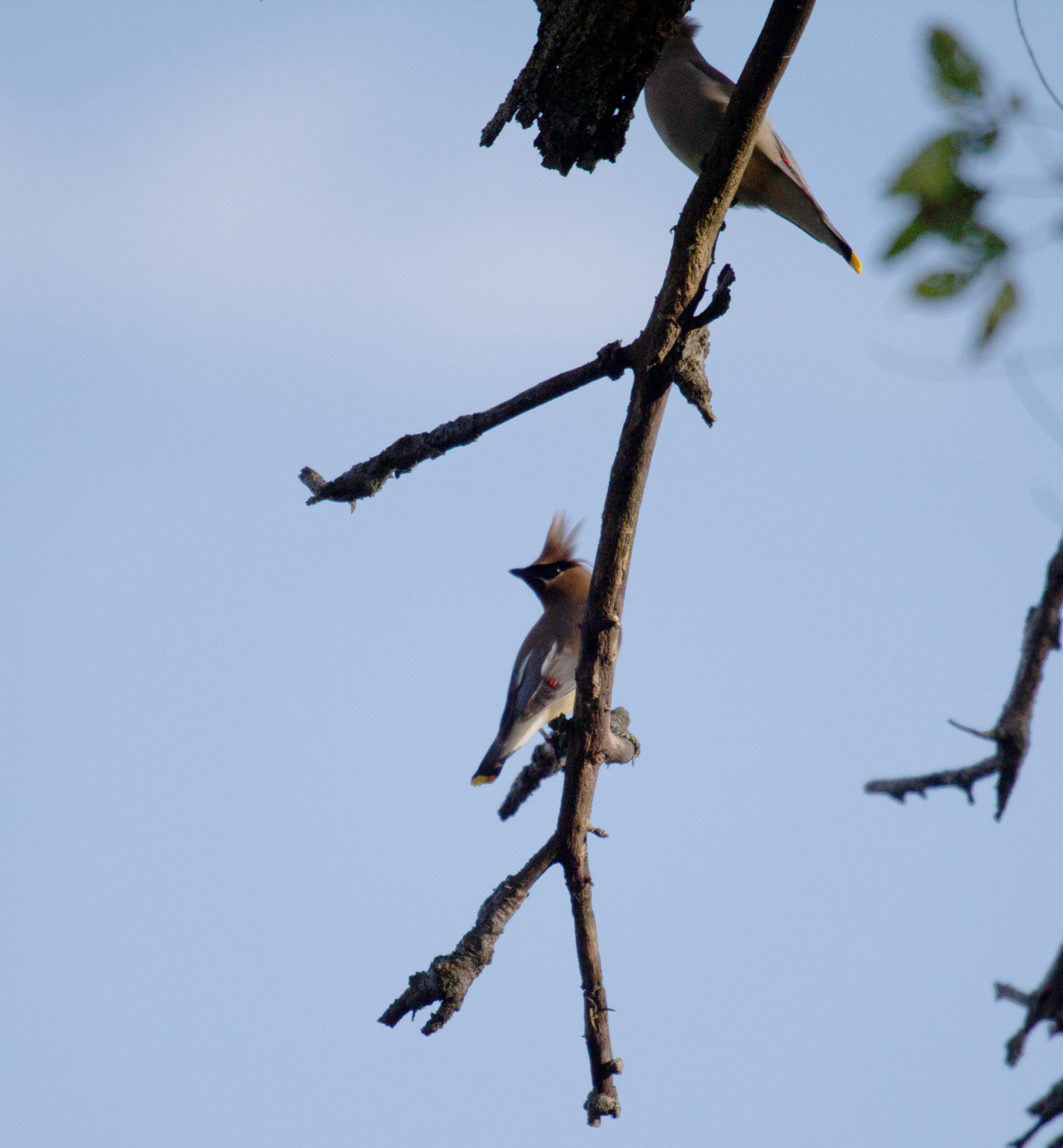 Two Cedar Waxwings on a branch, one with crazy head feathers
