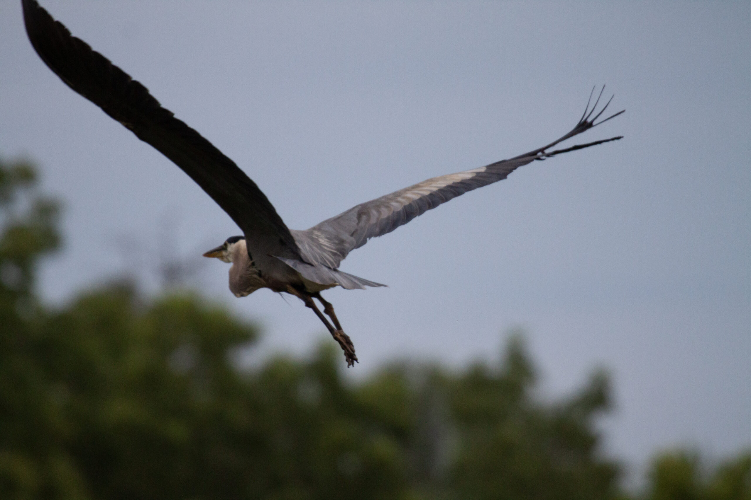 Great Blue Heron flying away from the camera