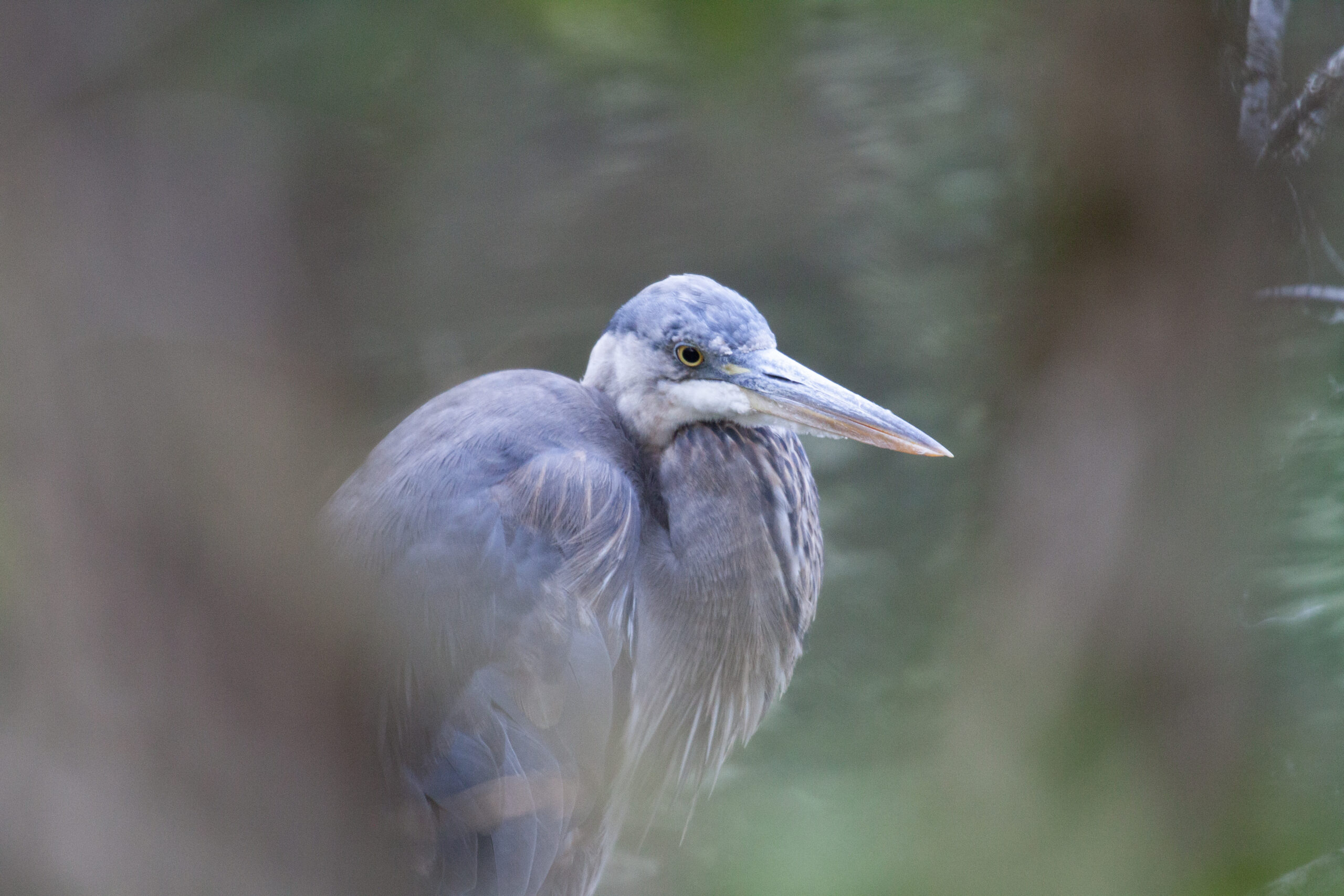 Close up of Great Blue Heron standing still
