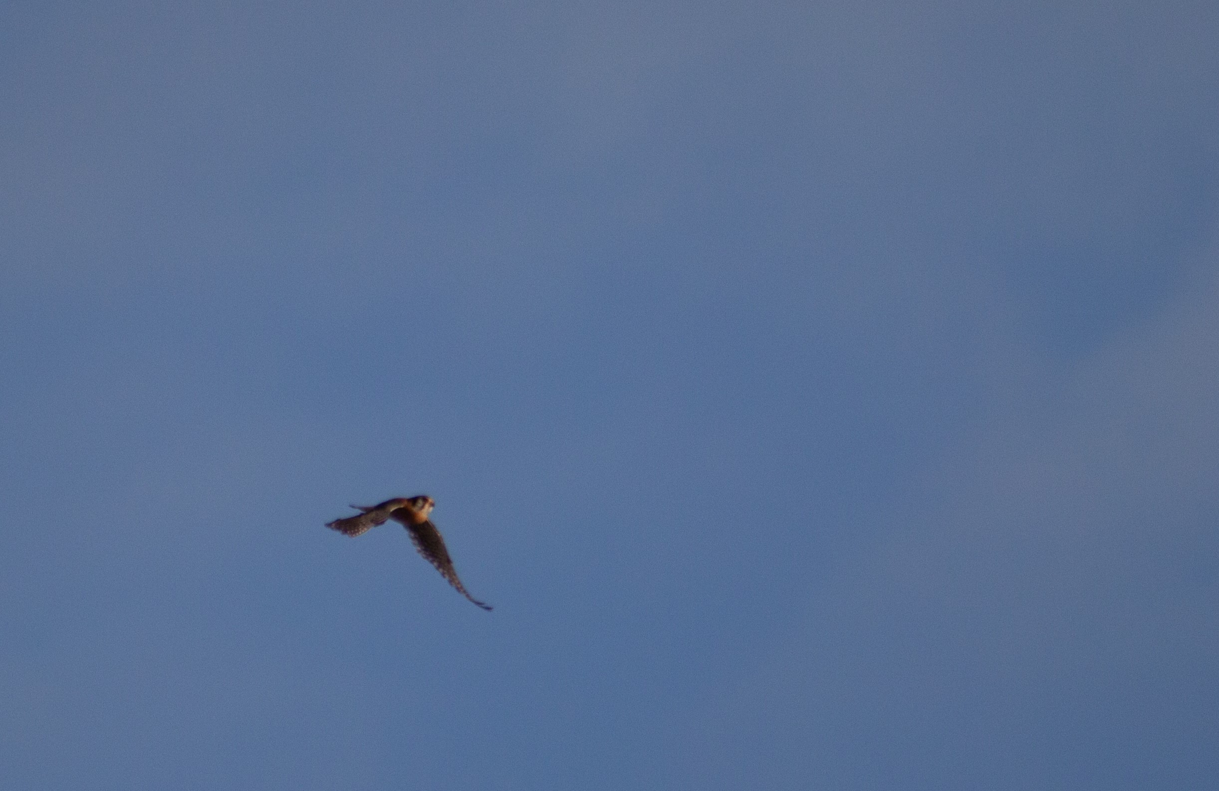 American Kestrel in flight 2