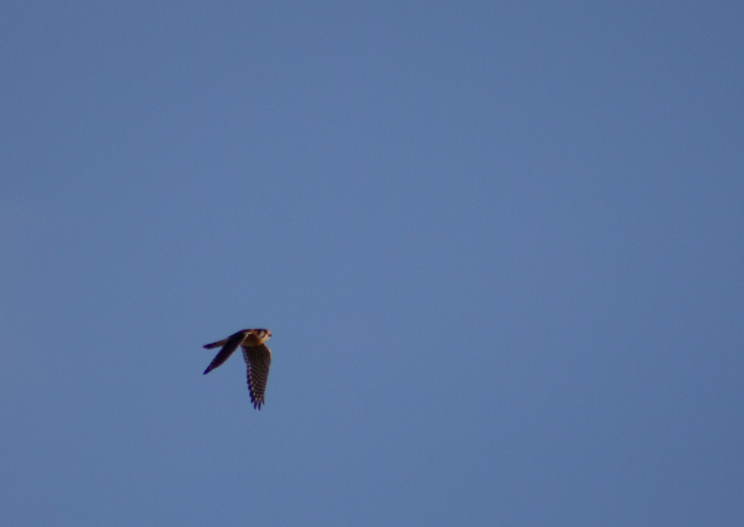 American Kestrel in flight