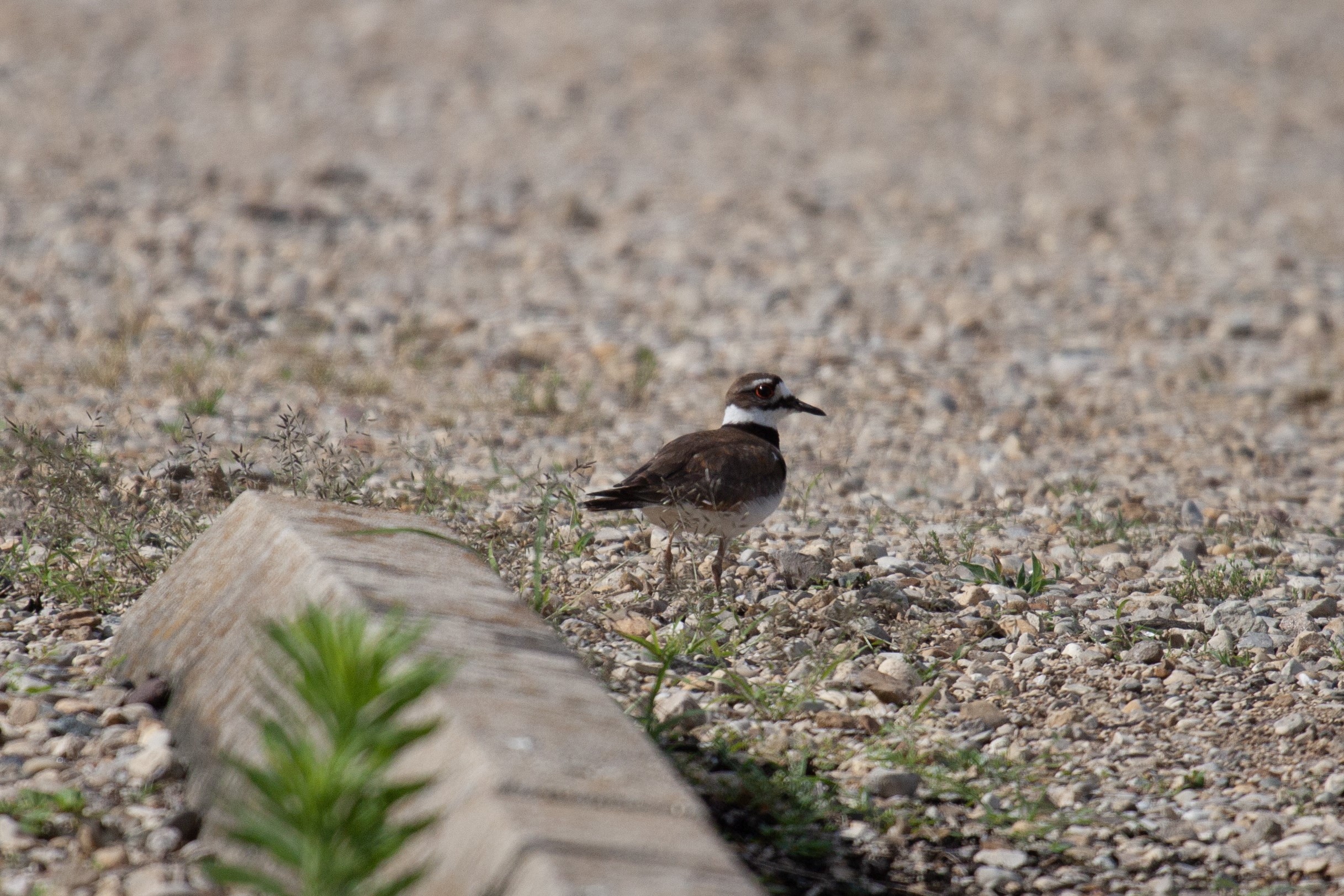 A Killdeer standing in a gravel parking lot