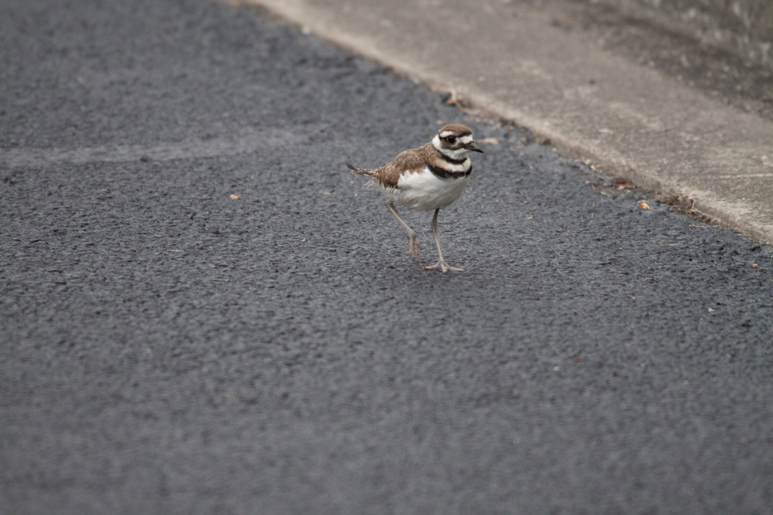 A Killdeer standing on an asphalt path