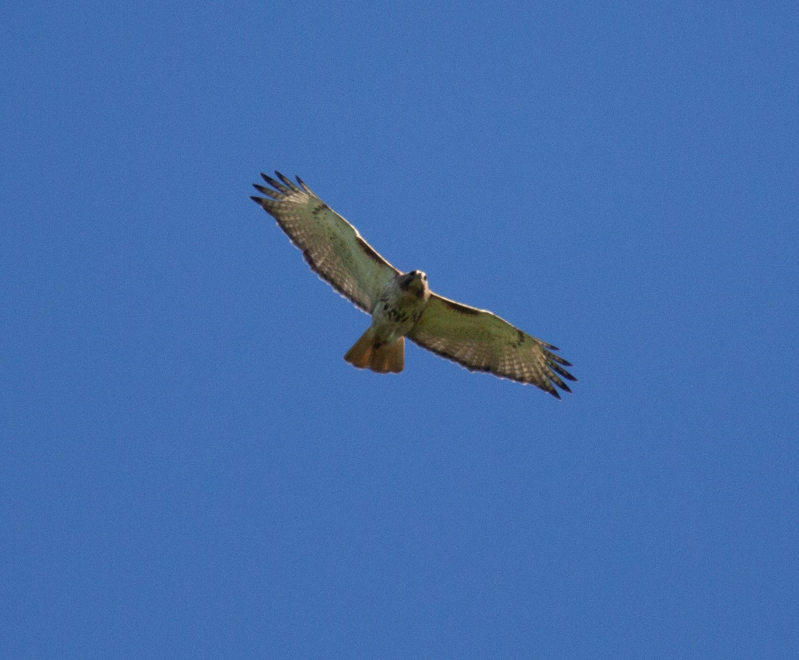 Red-tailed Hawk soars high above