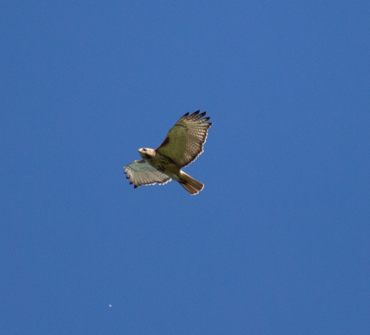 Red-tailed Hawk soars high