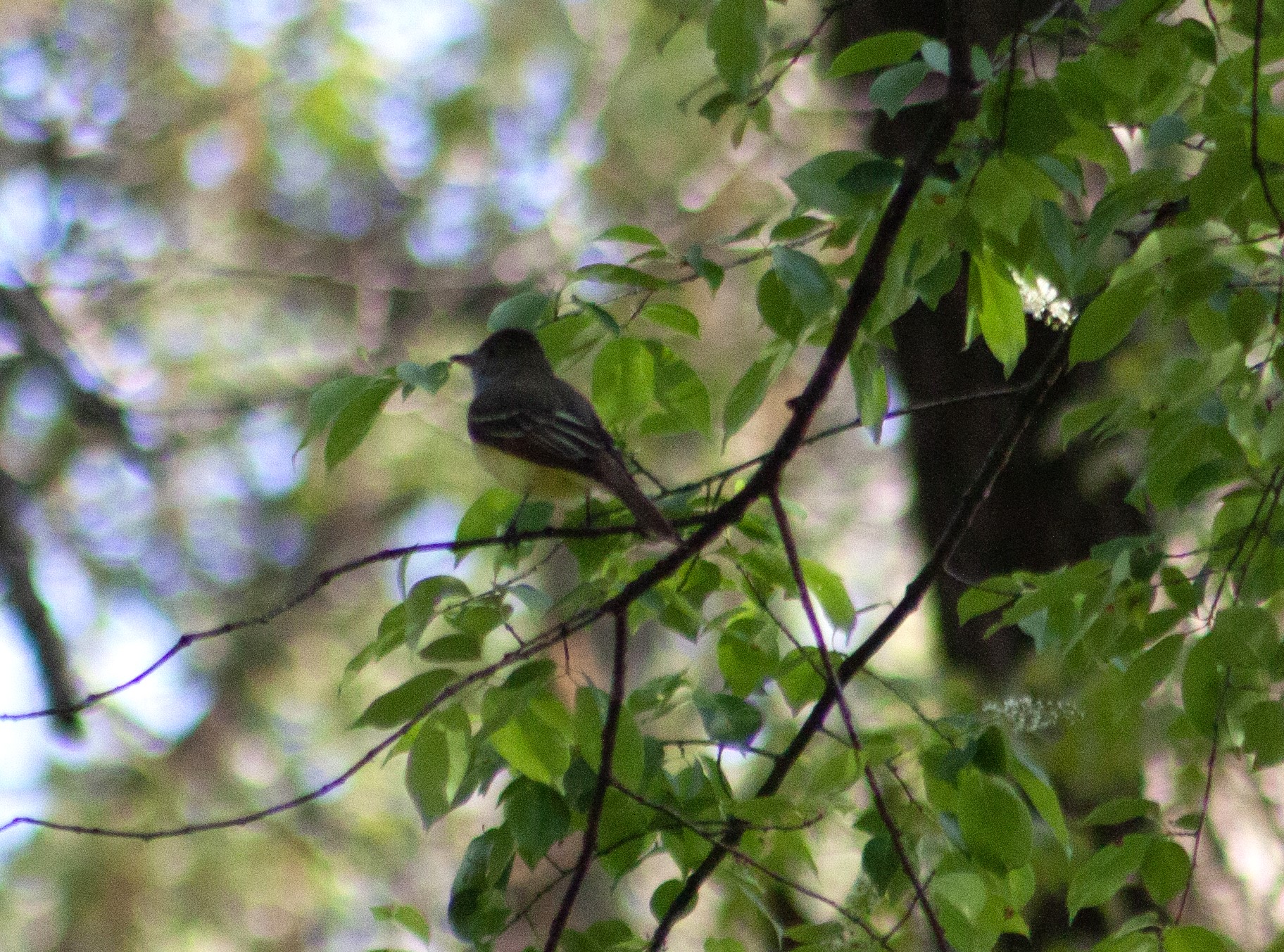 Great Crested Flycatcher hanging out