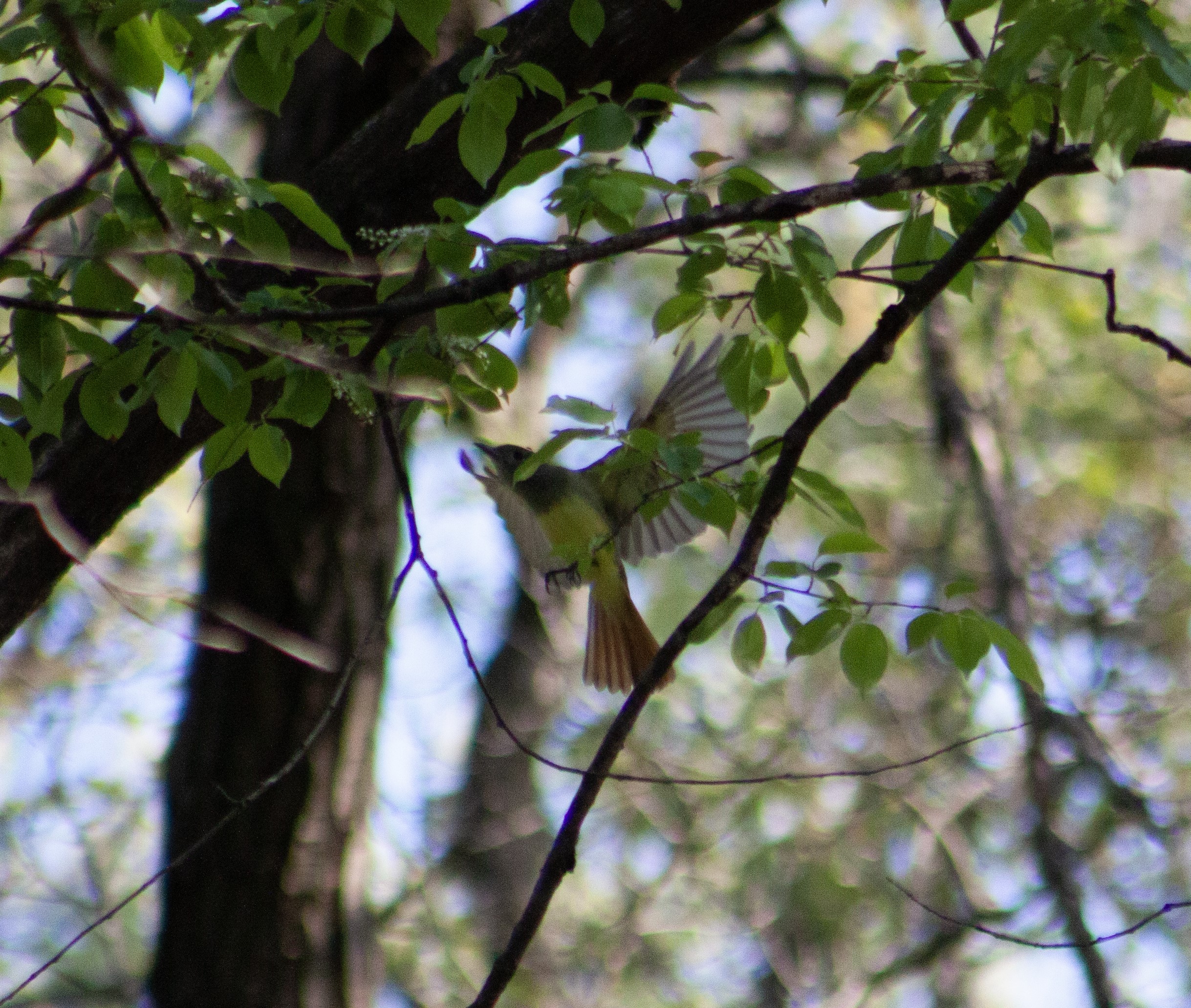 Great Crested Flycatcher in flight