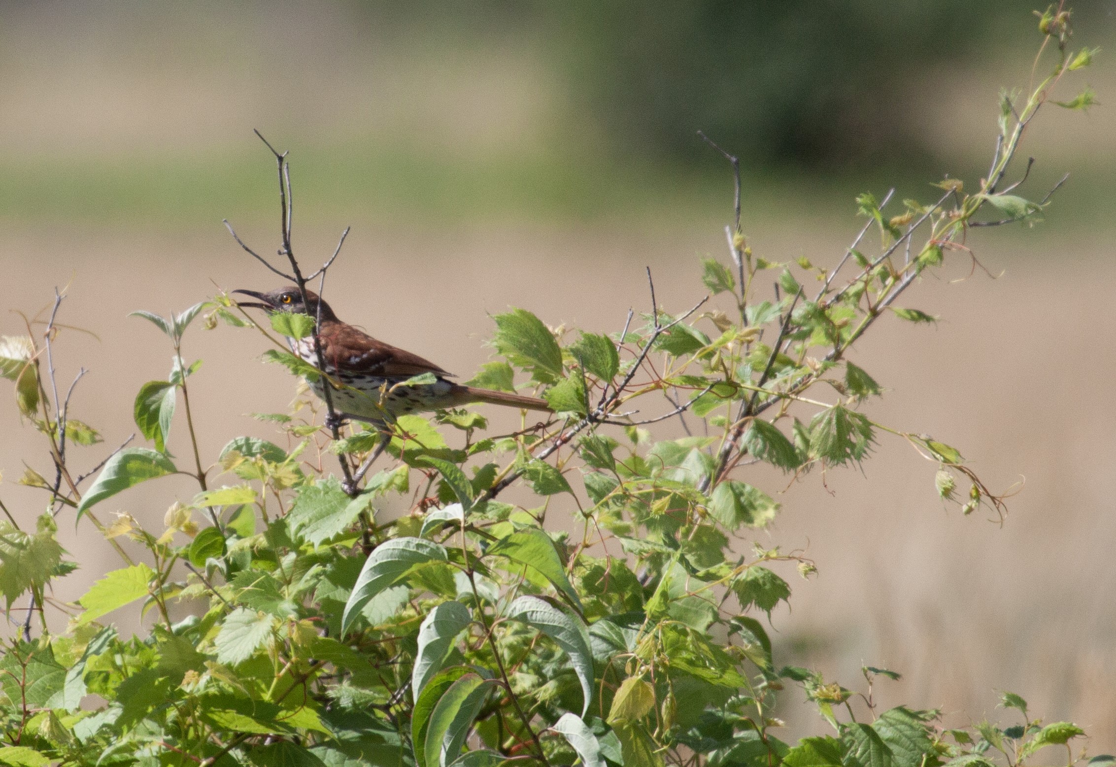 Brown Thrasher in a field, Goose Lake Prairie State Natural Area, IL, 30 Jun 2024