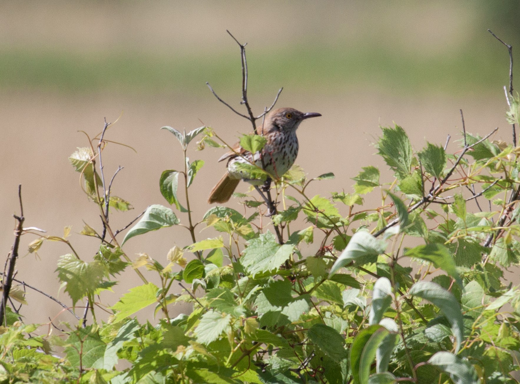 Brown Thrasher in a field, Goose Lake Prairie State Natural Area, IL, 30 Jun 2024