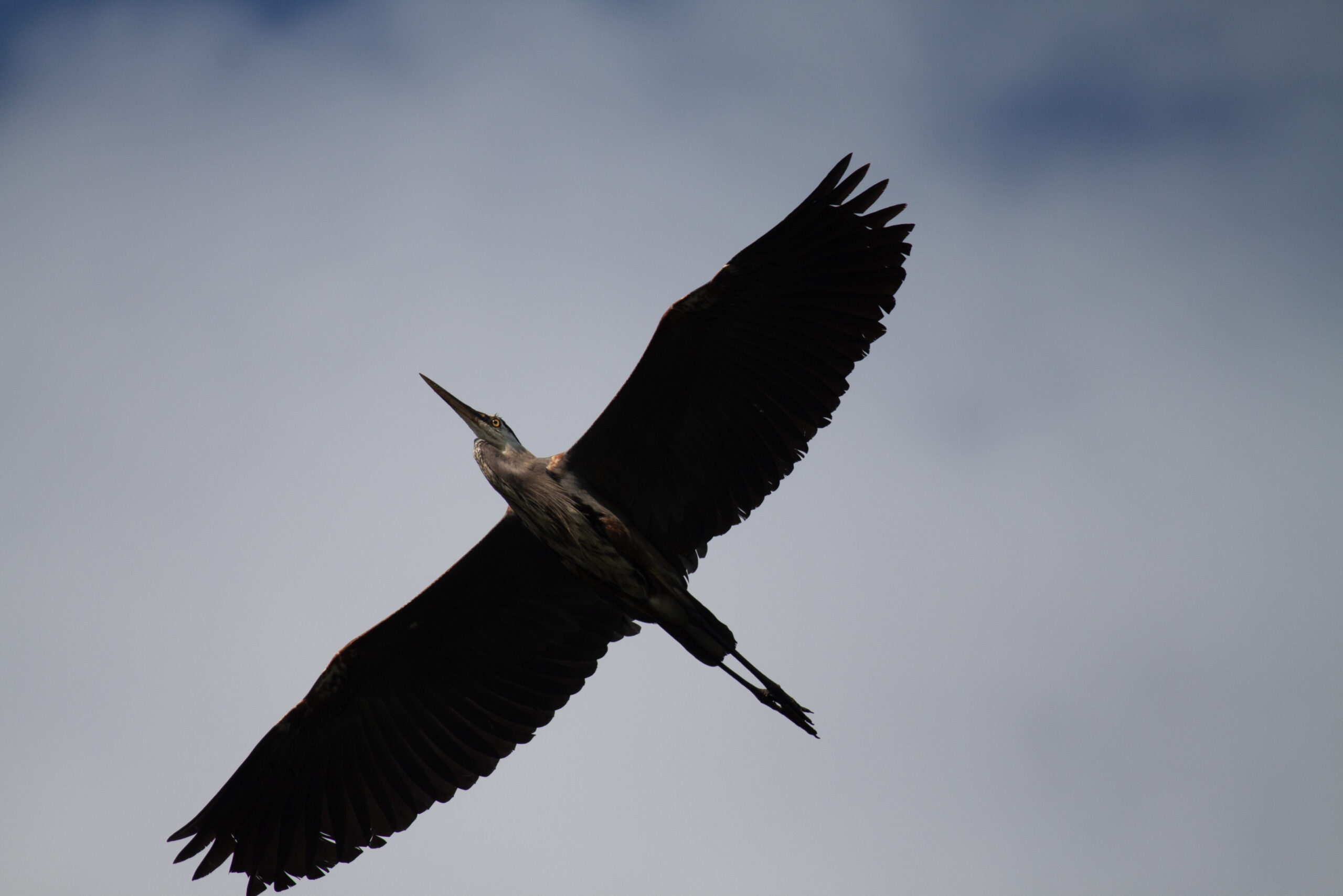 Great Blue Heron soars overhead, Lake Renwick Preserve, IL, 07 July 2024