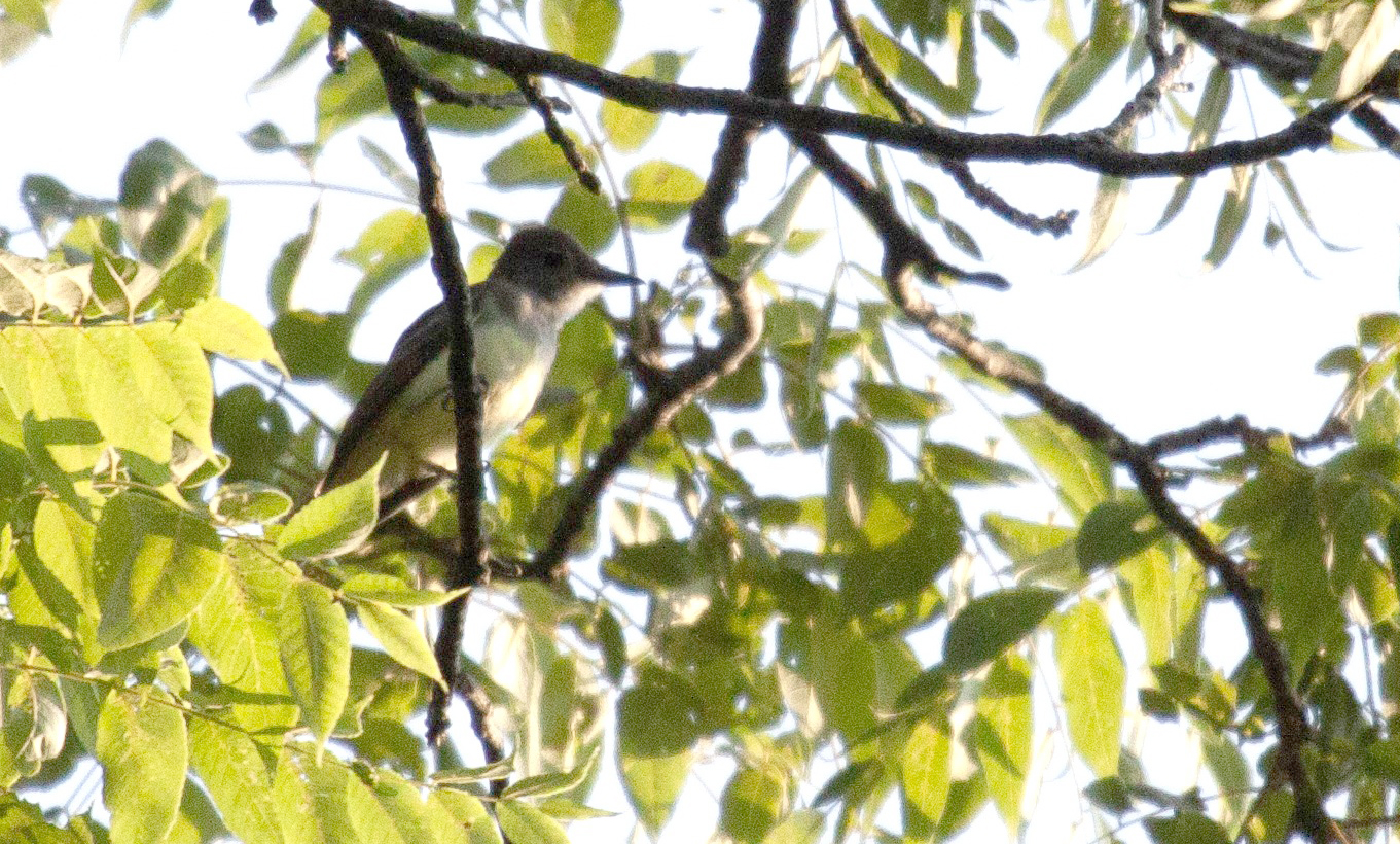 Great Crested Flycatcher in a tree
