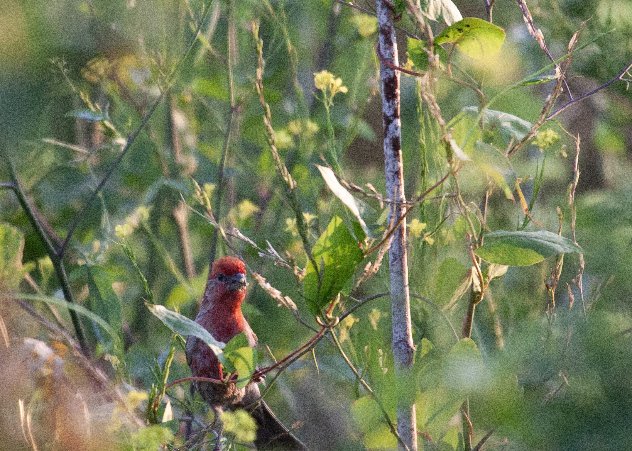 House Finch among the plants