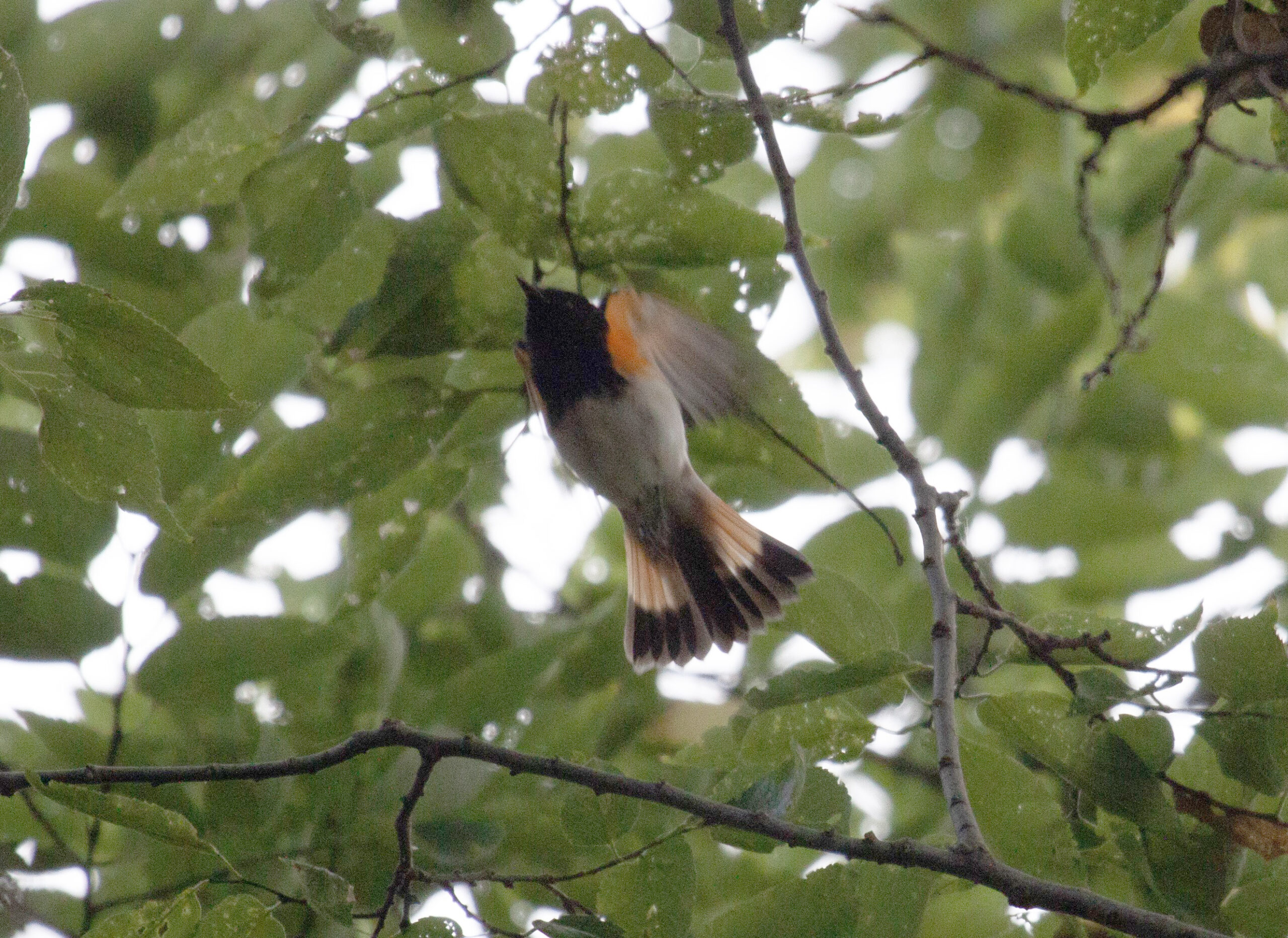 American Redstart, Montrose Point, Chicago, Illinois