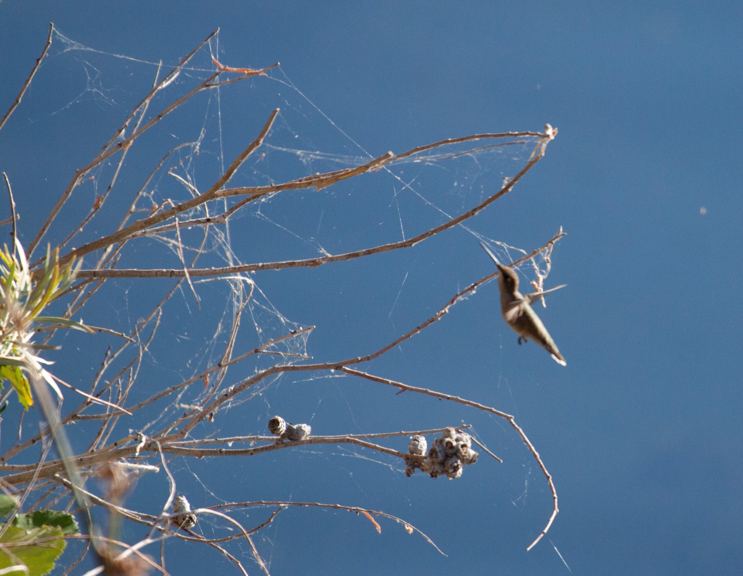 Black-Chinned Hummingbird; Guffey Island, Idaho