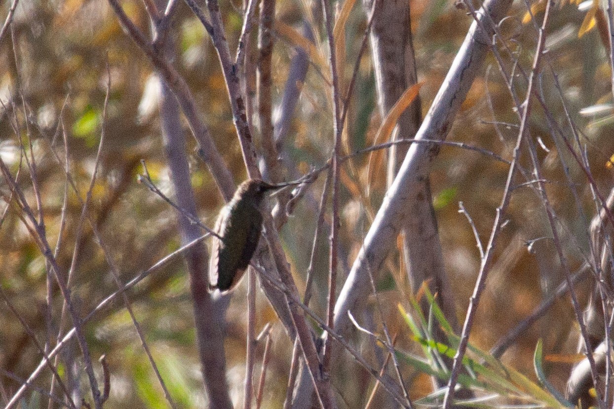 Black-Chinned Hummingbird; Guffey Island, Idaho