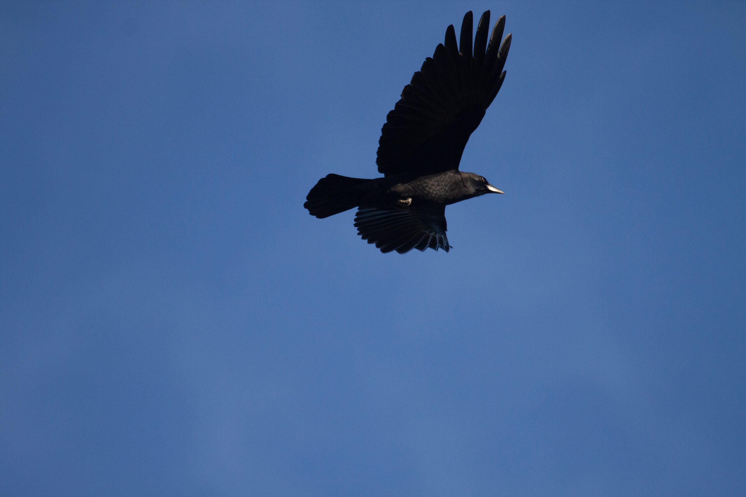 American Crow flying against a clear blue sky, wings spread wide