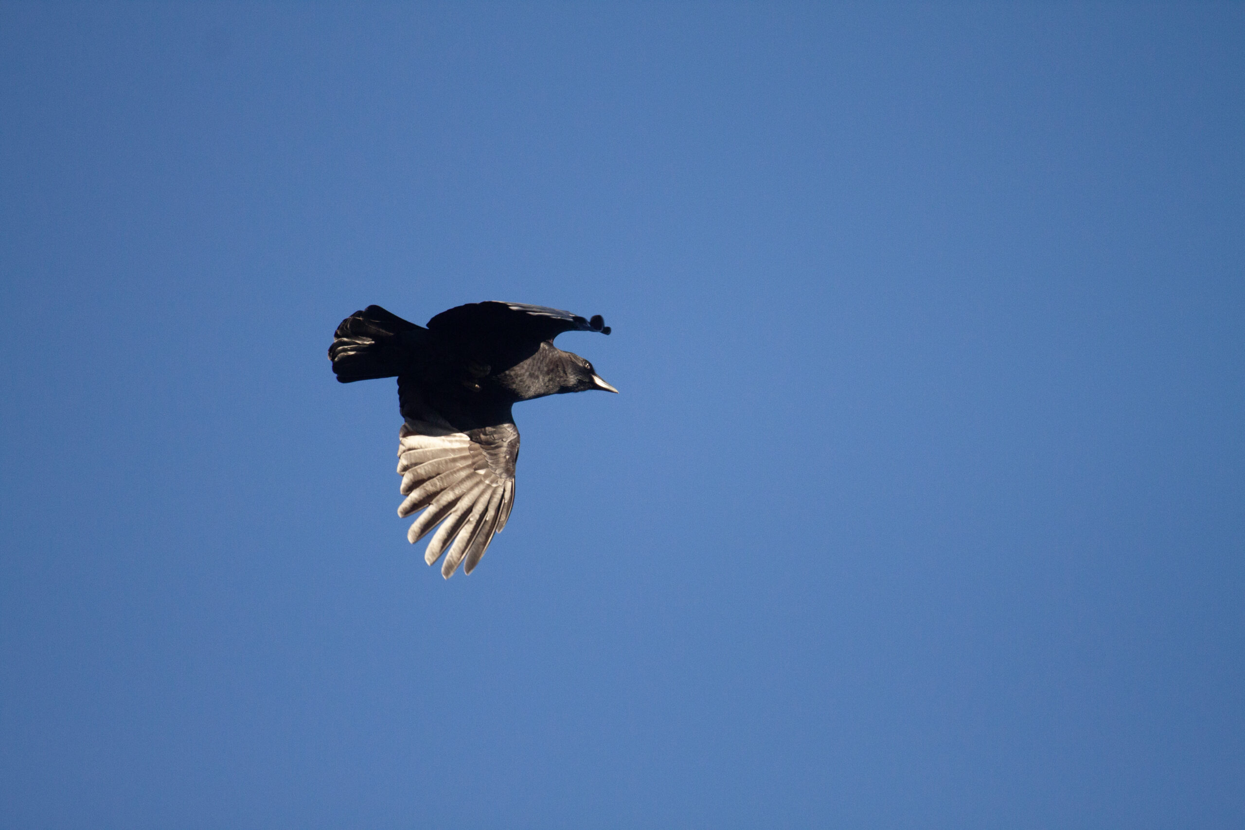 American Crow flying against a clear blue sky, wings swooped down