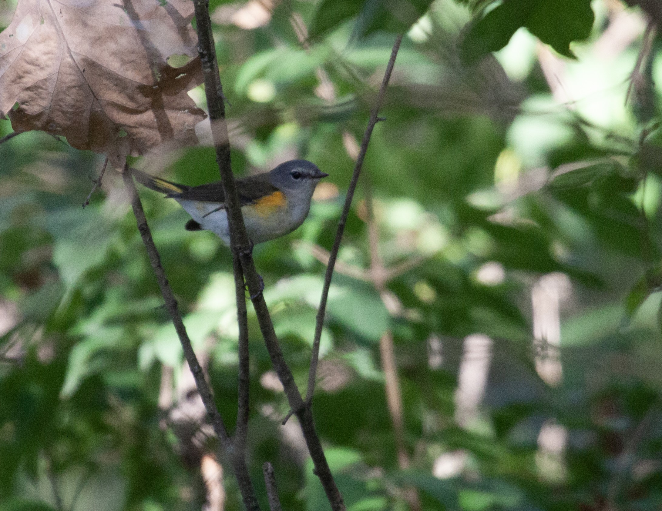 American Redstart on a small branch in a bush