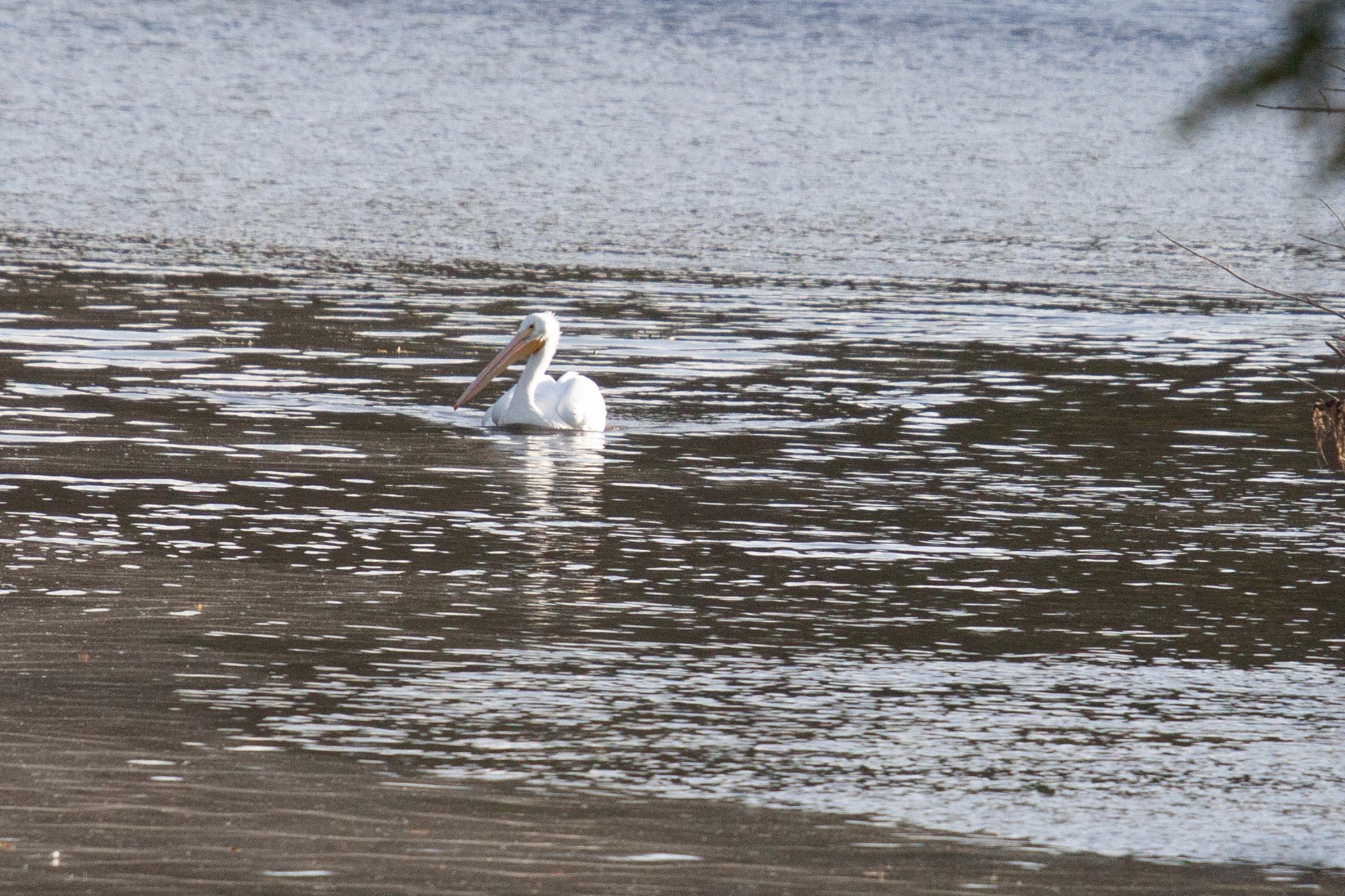 American White Pelican in a river