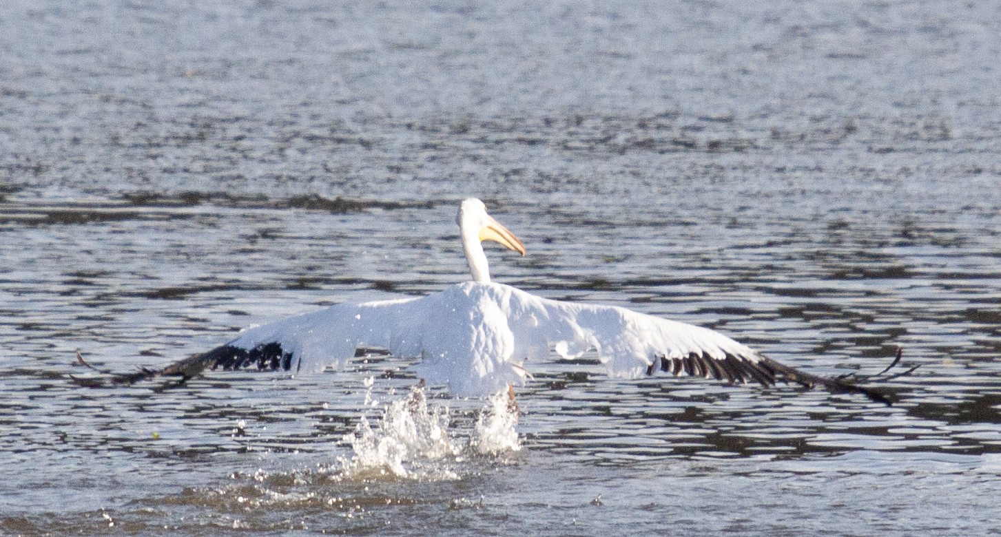 American White Pelican taking flight from a river