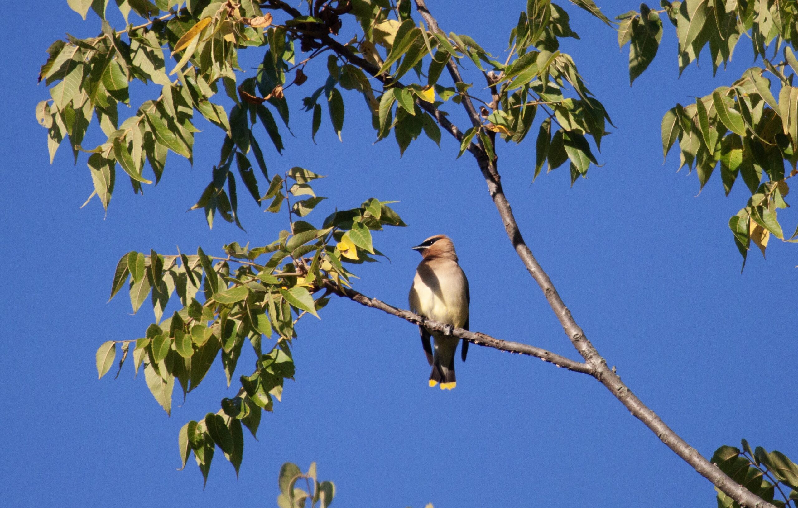 Cedar Waxwing sits on a branch in a tree, facing the camera, looking to its right