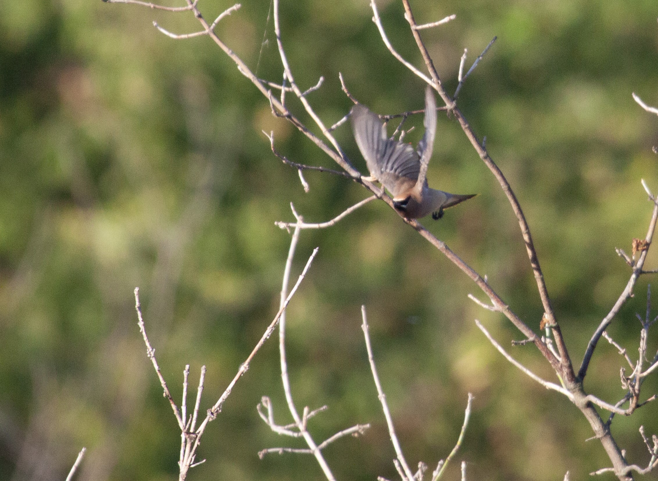 Cedar Waxwing takes flight, heading for the camera with its wings high.