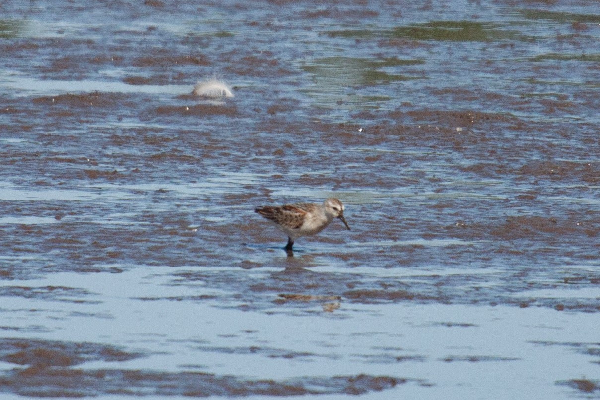 Western Sandpiper wades in Bennington Lake