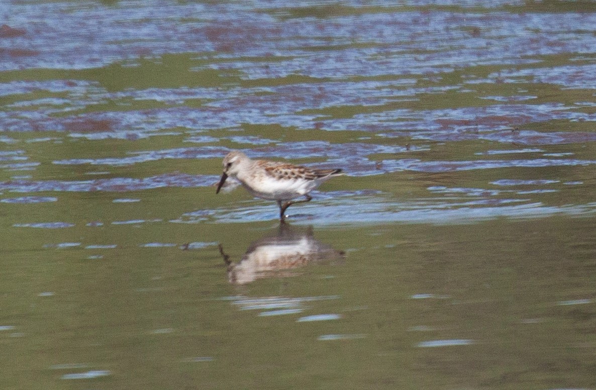 Western Sandpiper wades in a lake, looking for lunch