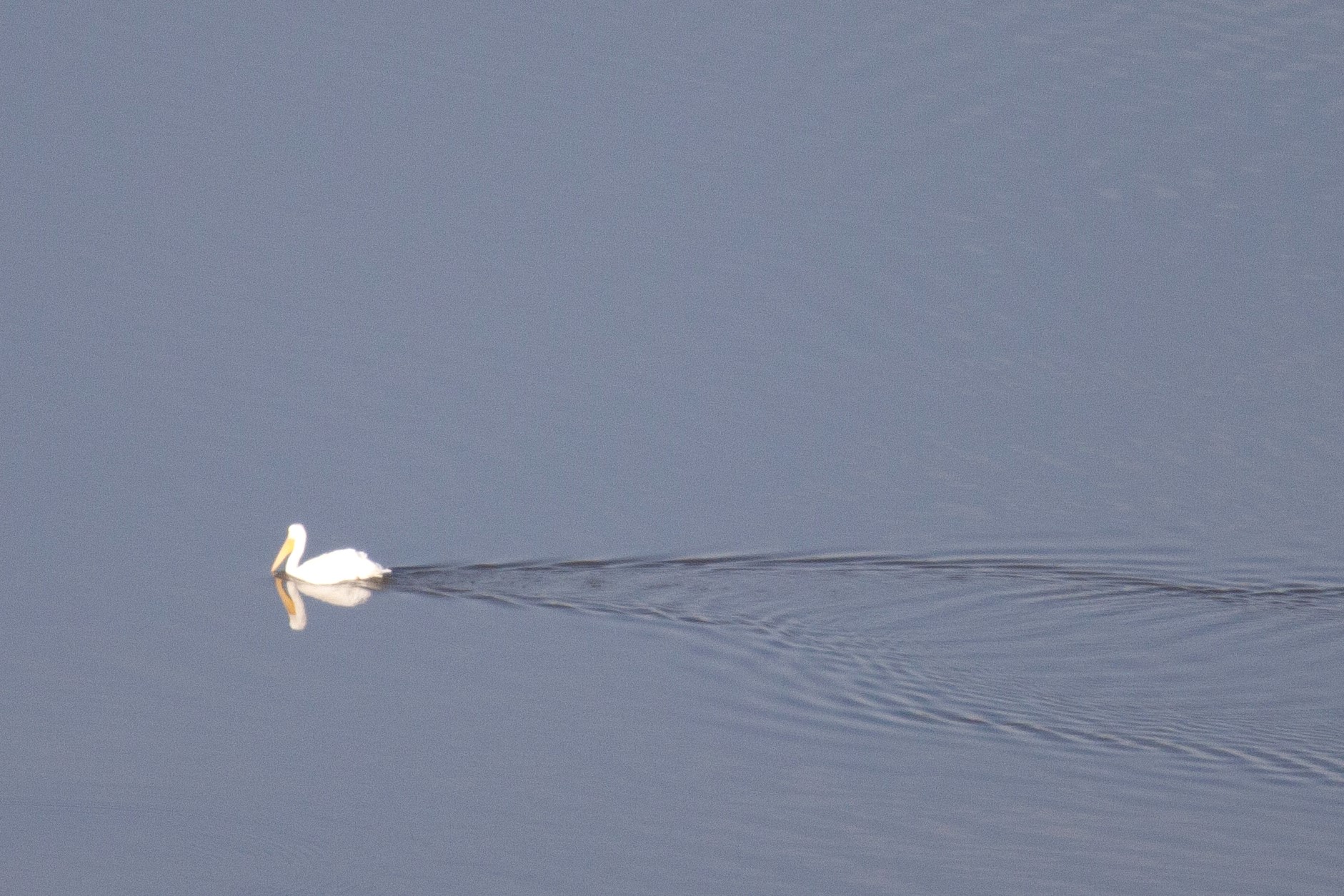 American White Pelican swims in the Mississippi