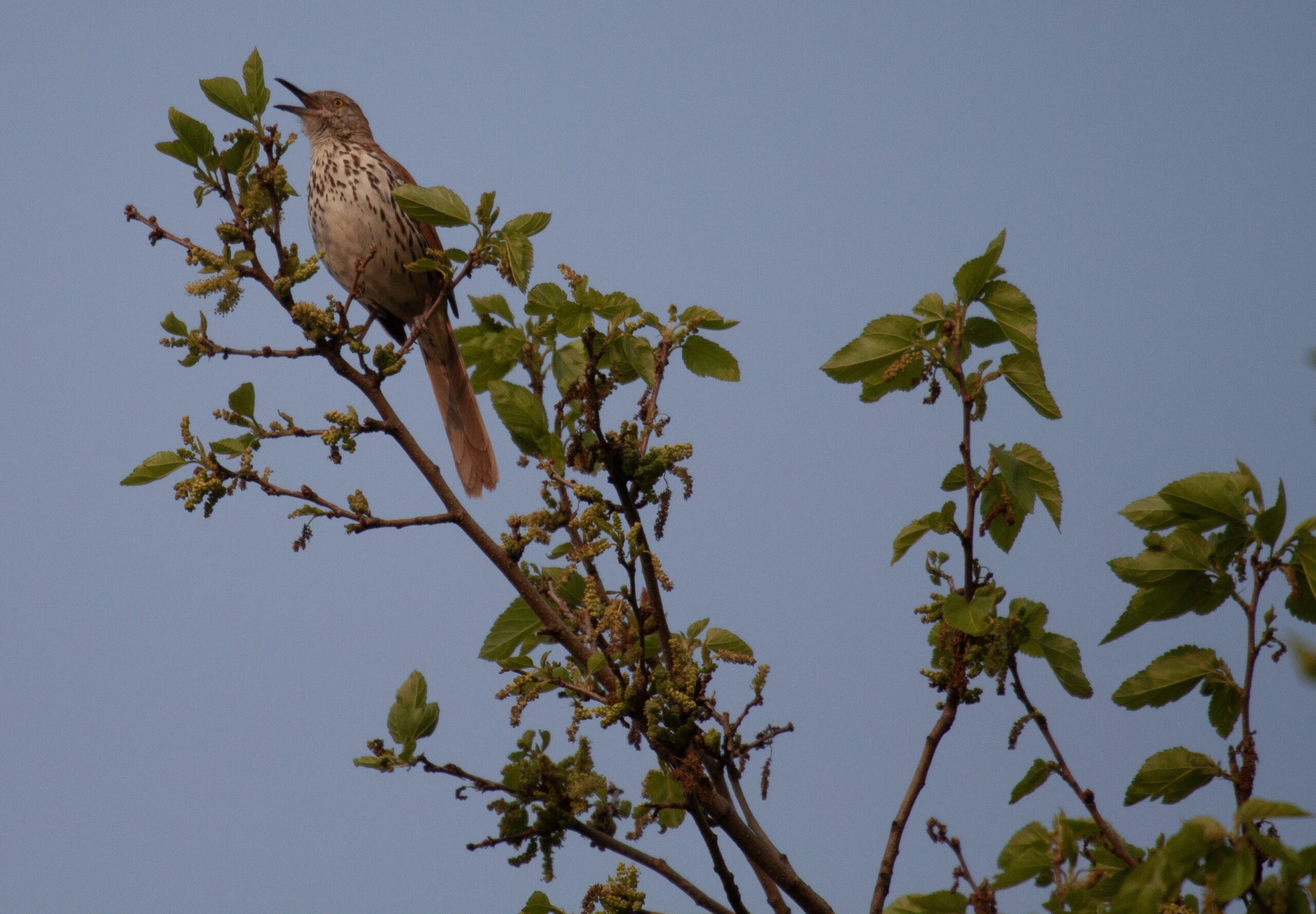 A brown thrasher sings from the top of a tree