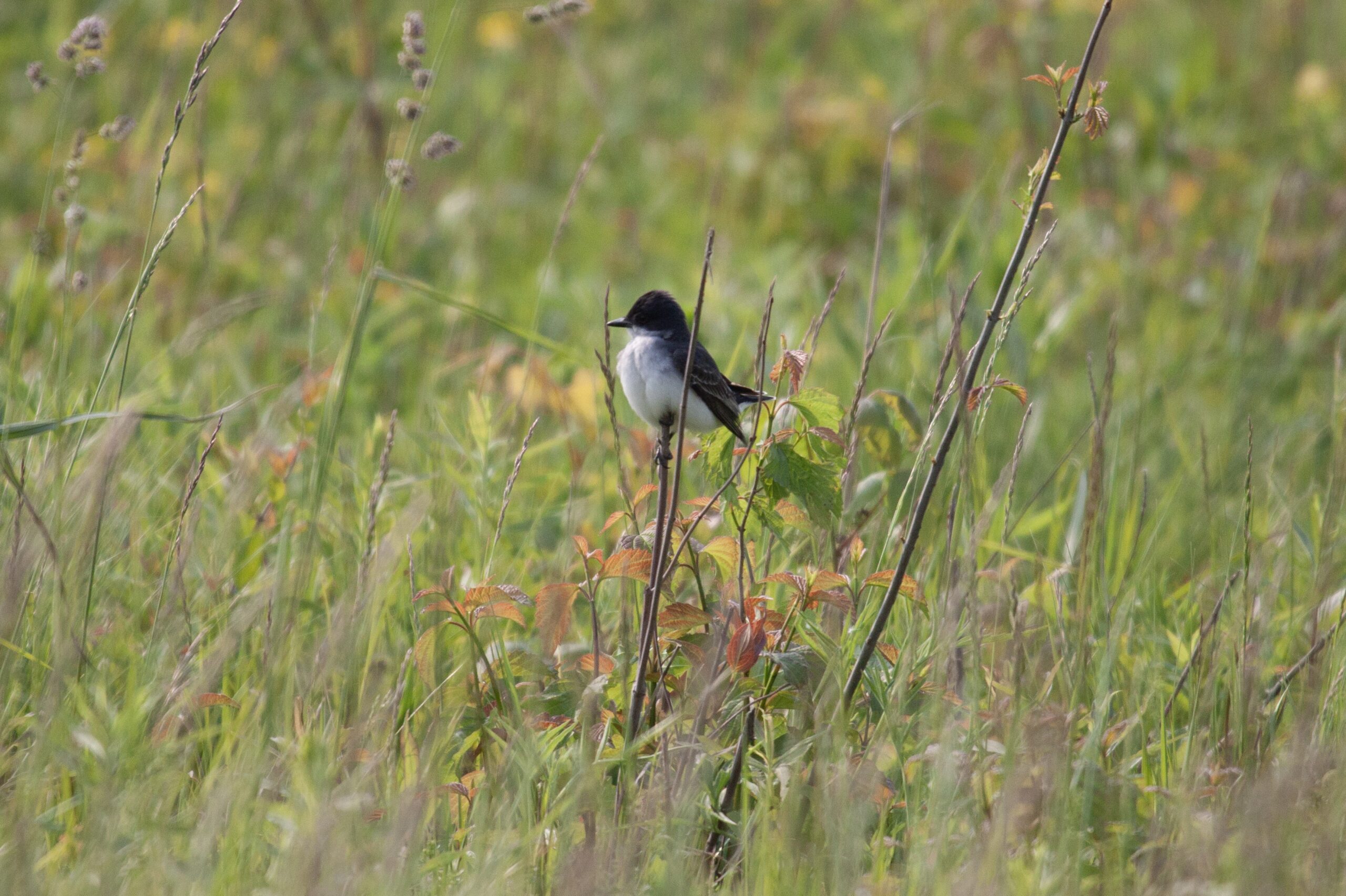 An eastern kingbird enjoys the sun from a snag in a field