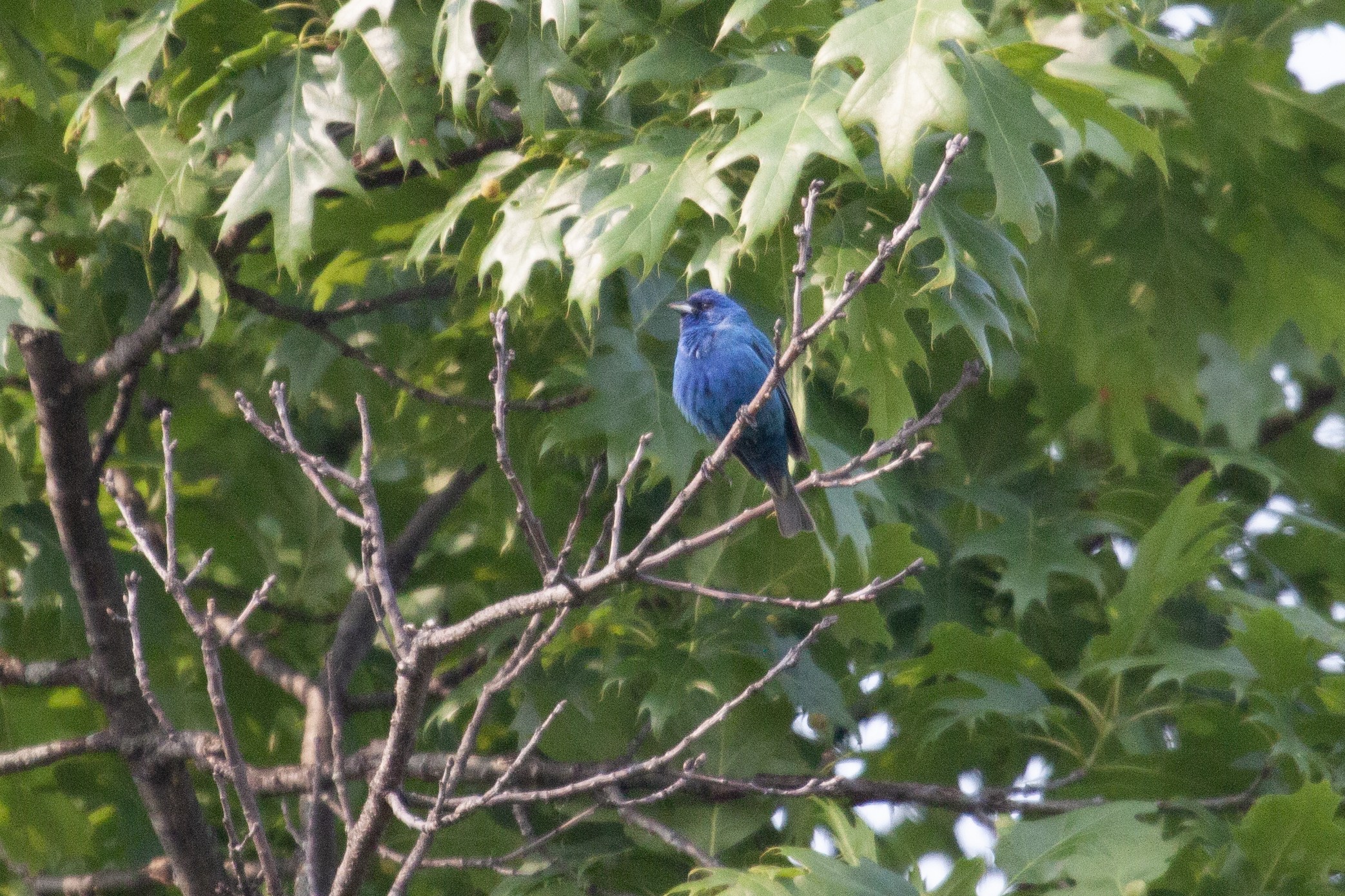 An indigo bunting takes a breather from singing to survey a field