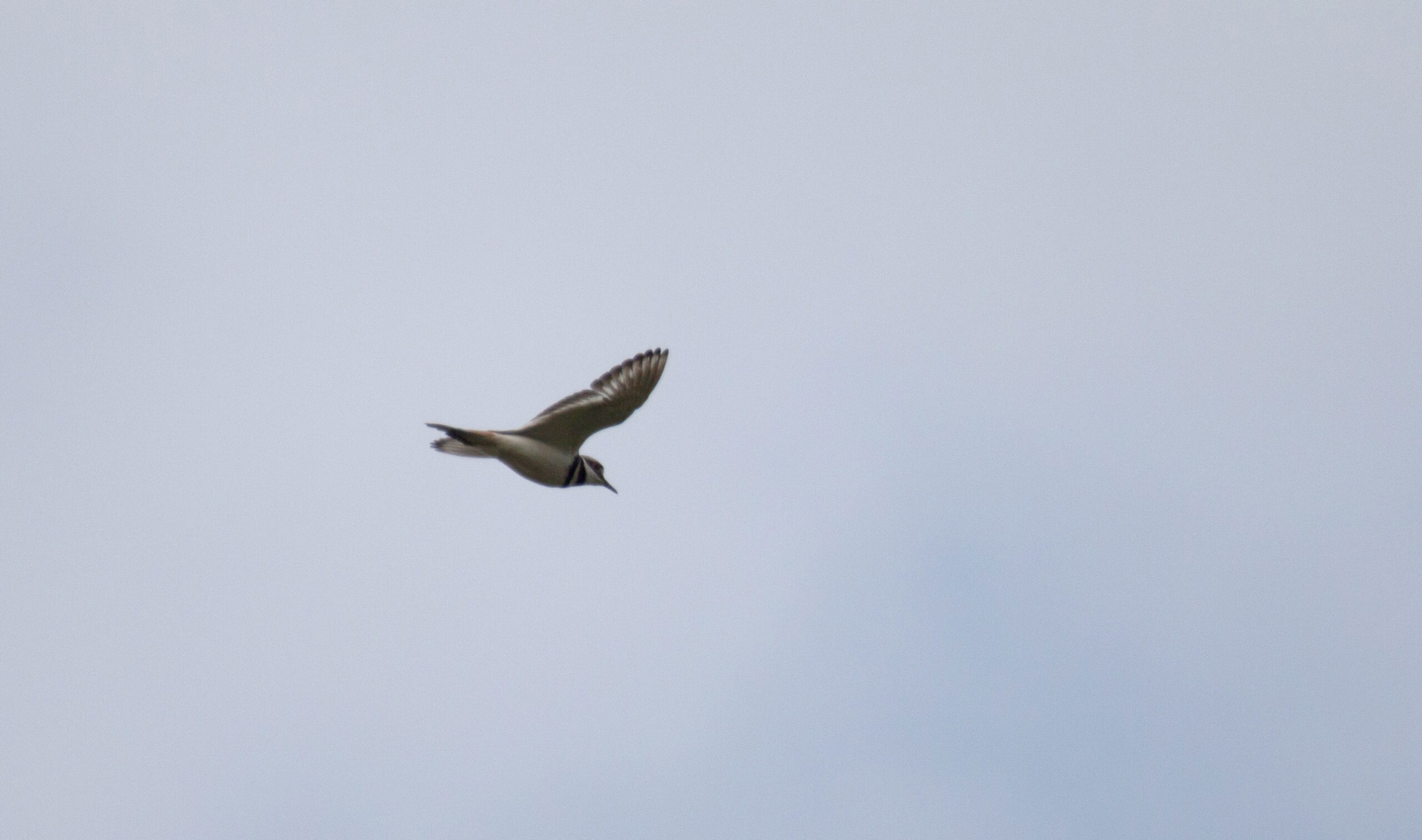 One of three killdeer we saw swooping around that day