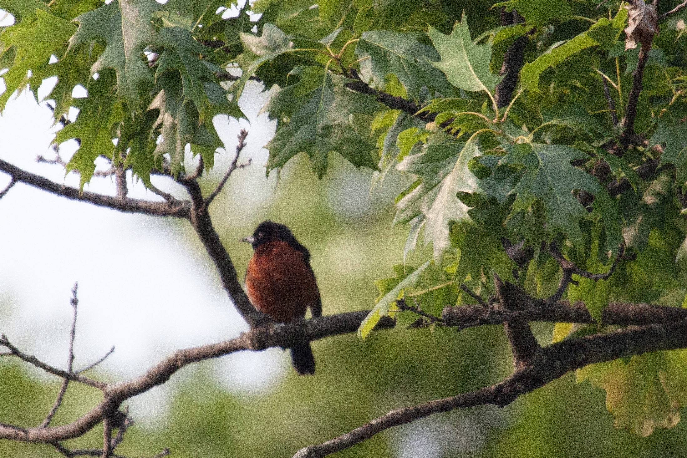 A slightly blurry male orchard oriole on a branch