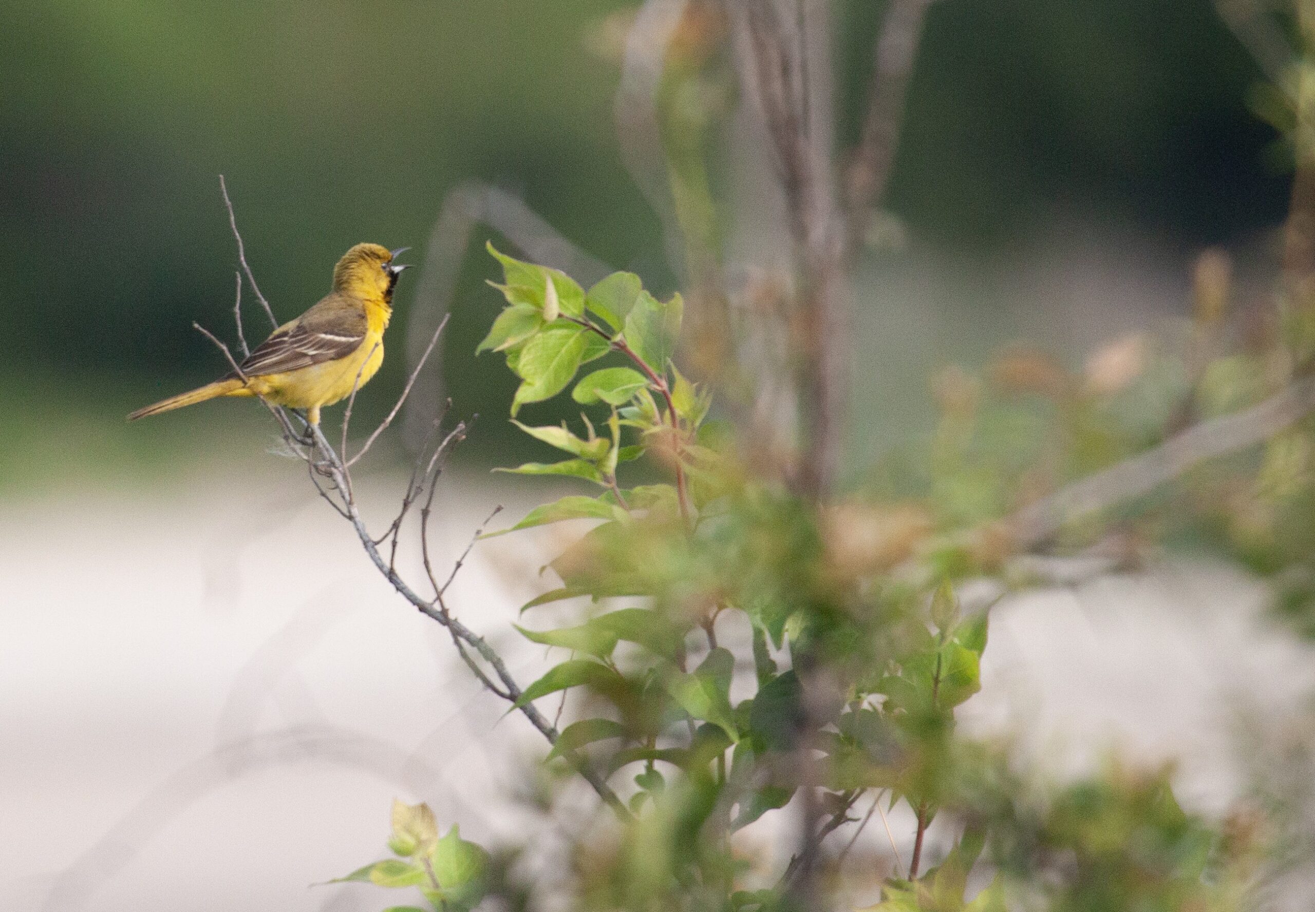 A juvenile male orchard oriole tries out his song