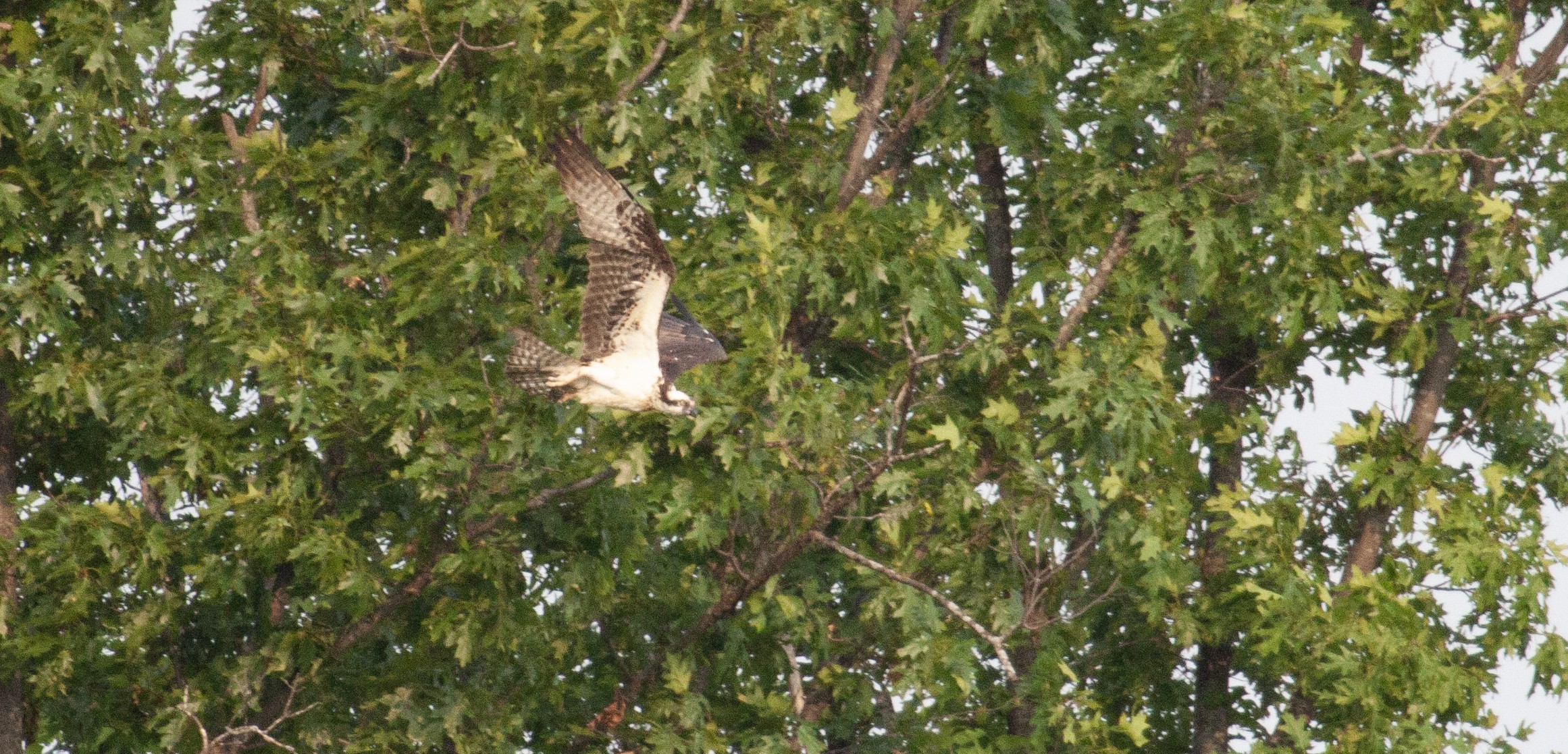 An osprey hunts in a surprising spot -- a grassland field