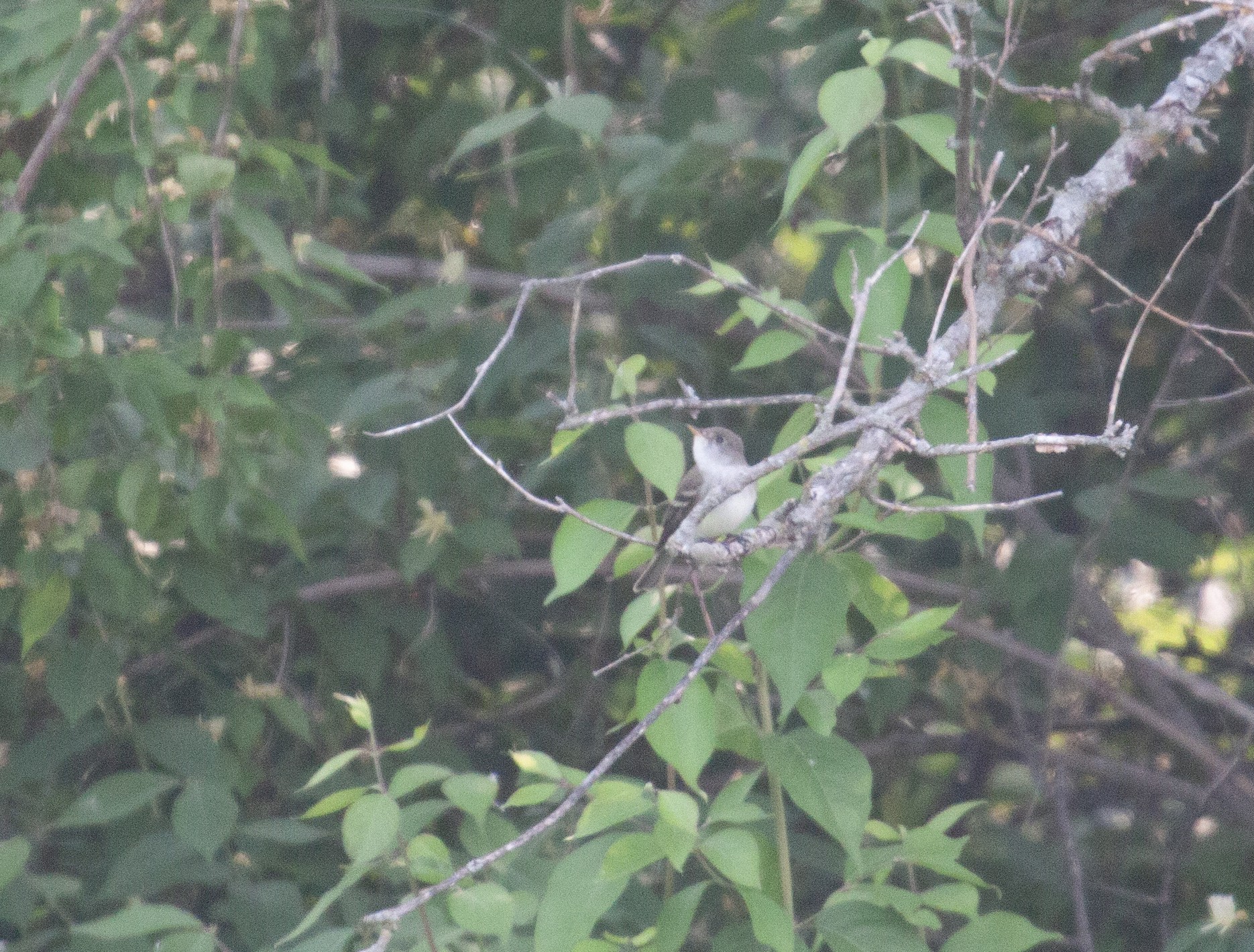 A willow flycatcher perks up