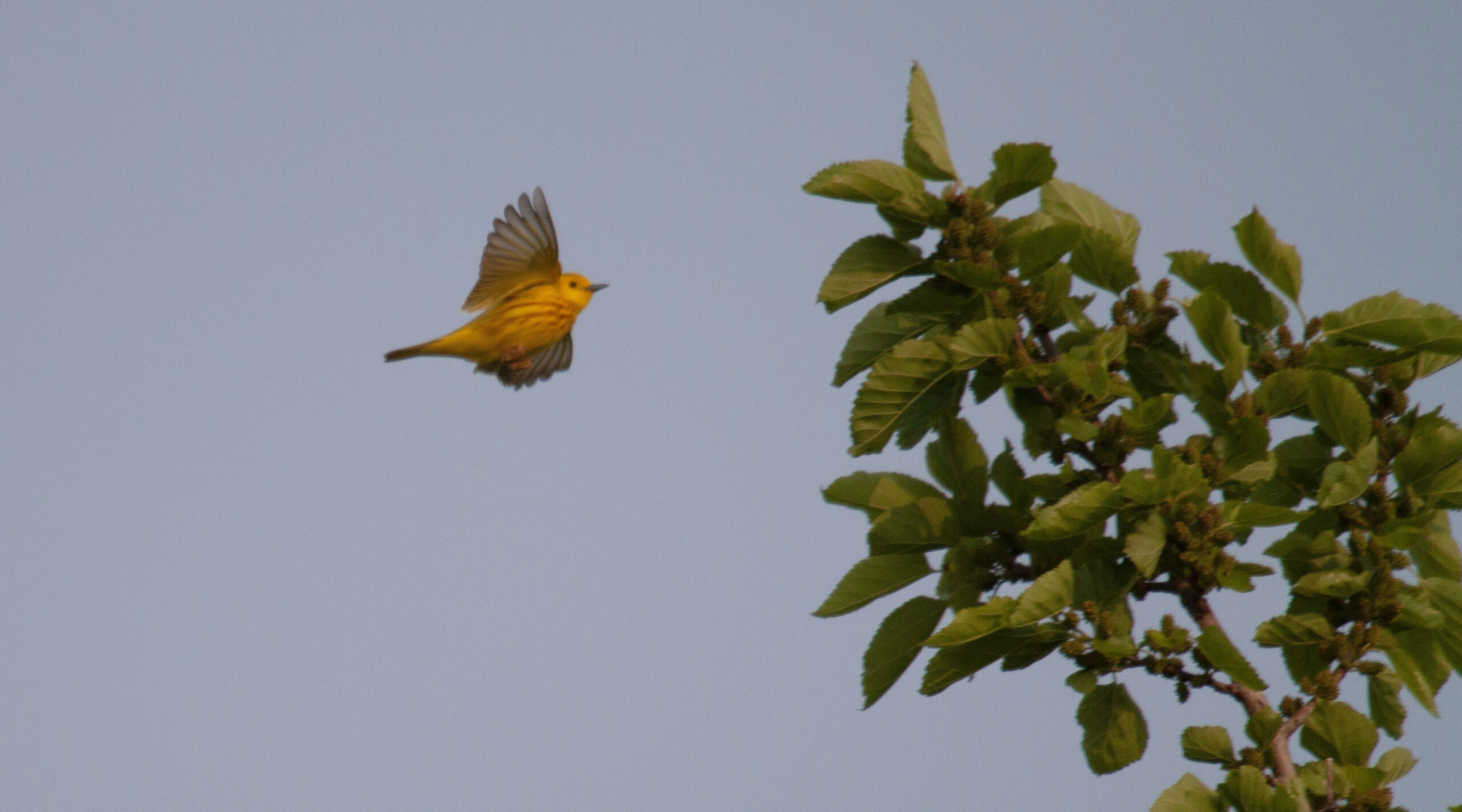 A yellow warbler relocates