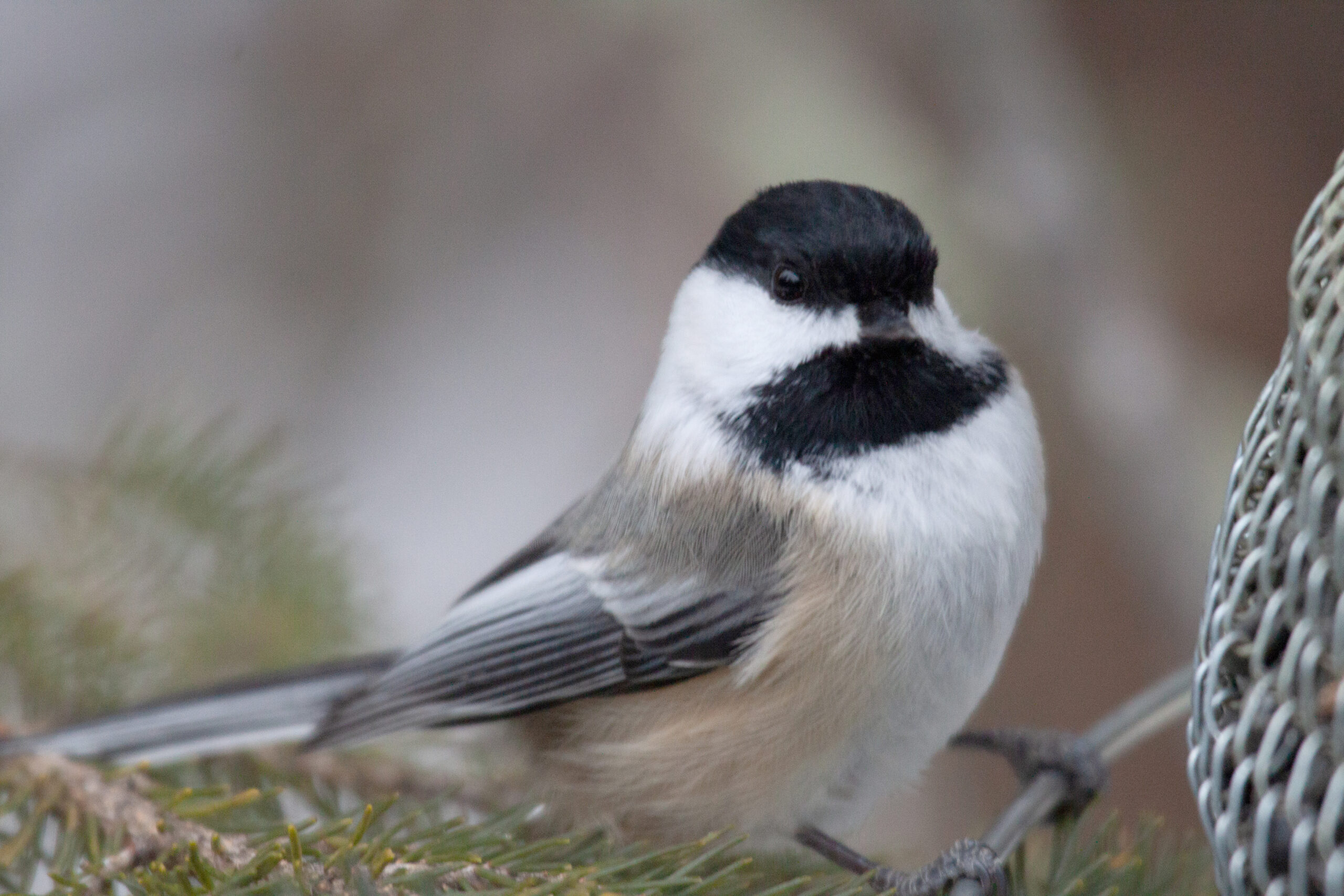 Black-Capped Chickadee in Sax-Zim Bog