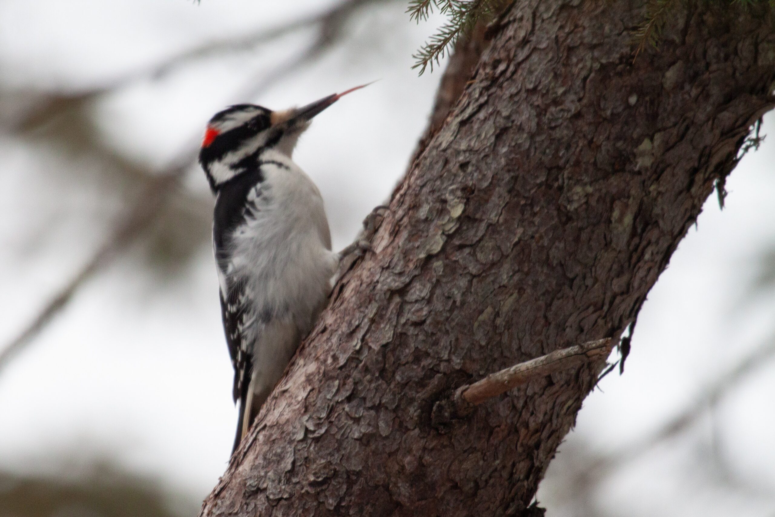 Downy Woodpecker on a tree trunk