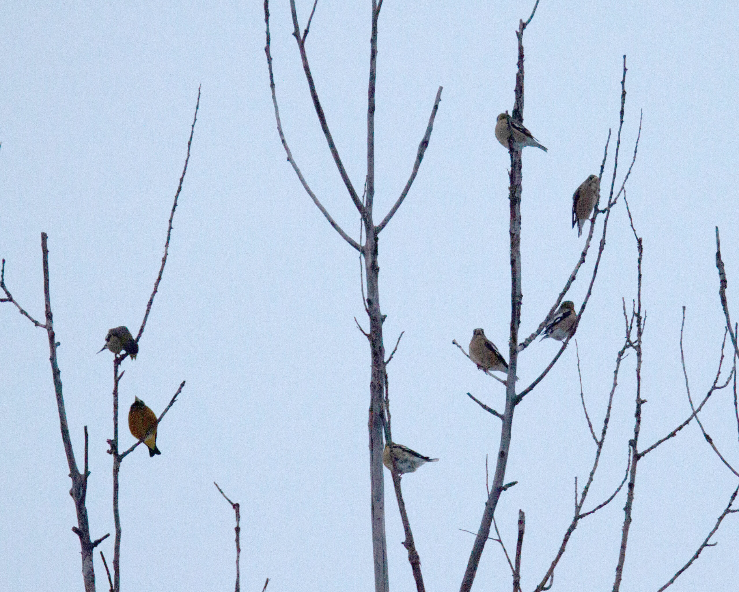 Evening Grosbeaks in a tree